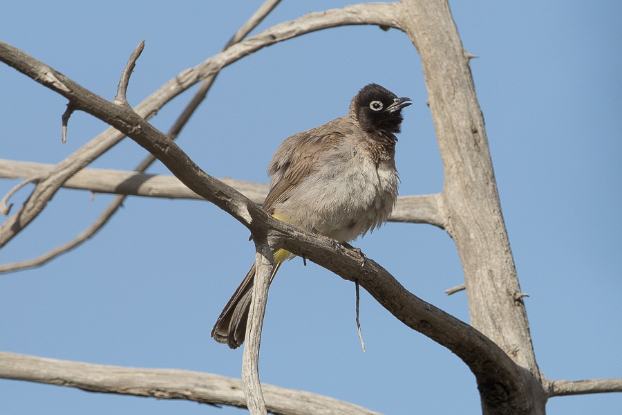 Quraish Valley – Tanoumah White spectacled Bulbul
