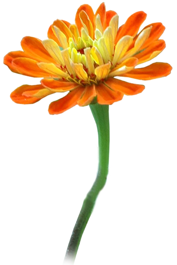 flower clipart psd - photo #26