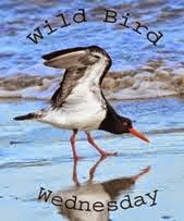 Wild Bird Wednesday