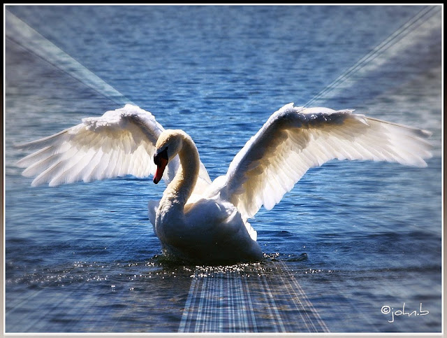Hermoso cisne abriendo sus alas en un halo de luz.