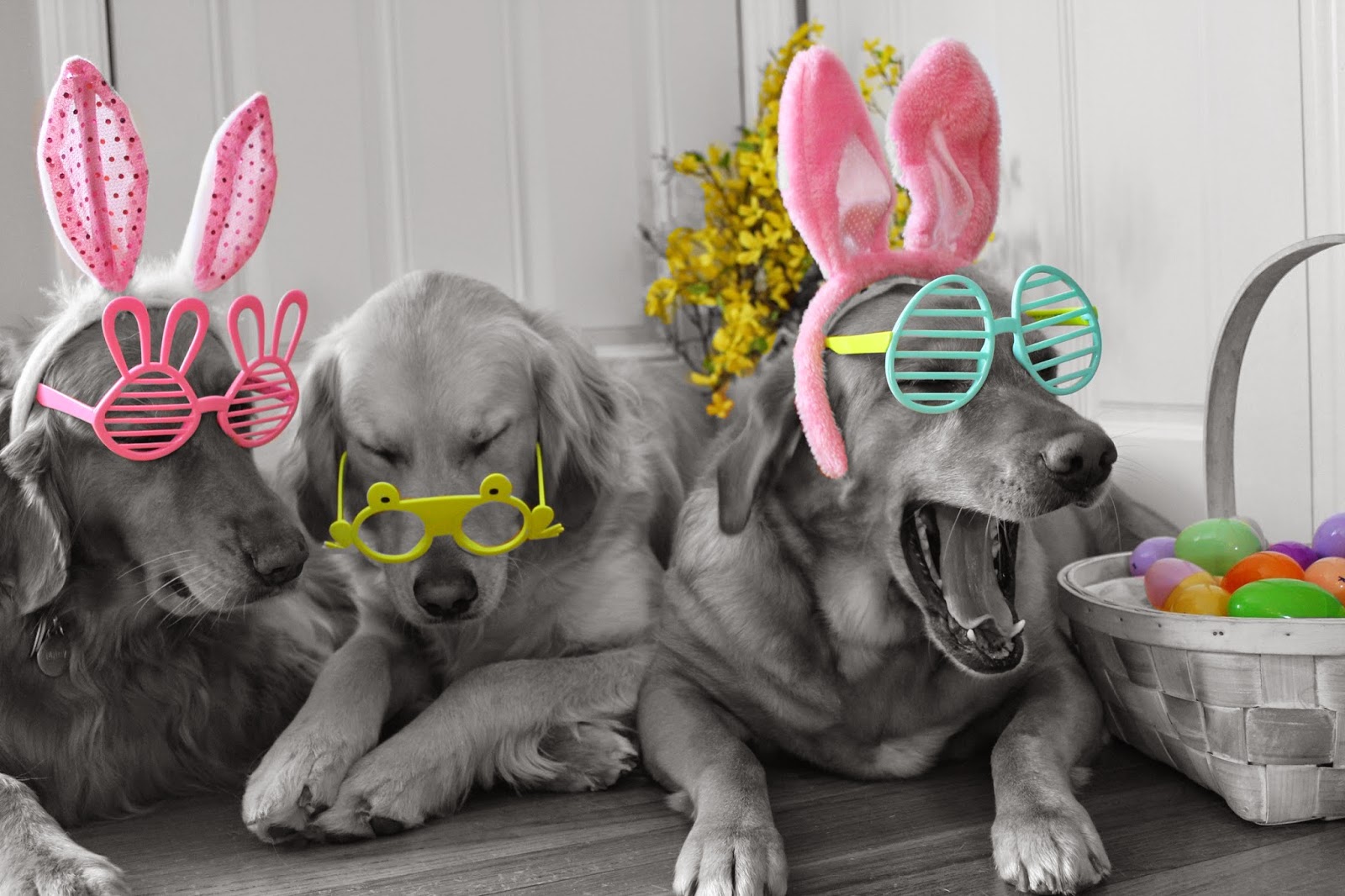 dogs wearing bunny ears and glasses for easter