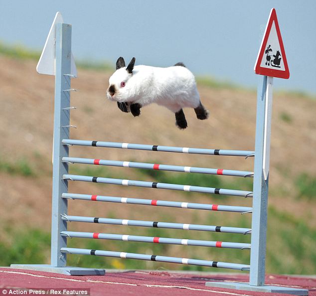 Random Etc.: Rabbit Showjumping