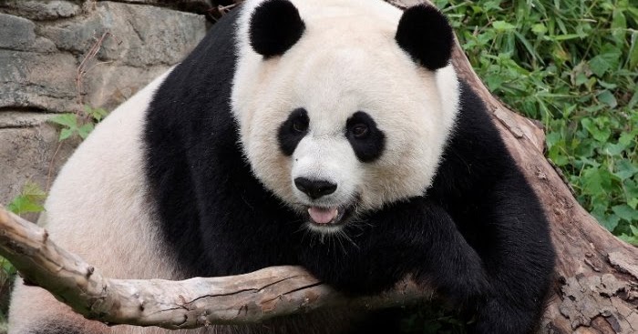 Lihat Di Sini Nama Hewan Serangga Dalam Bahasa Inggris