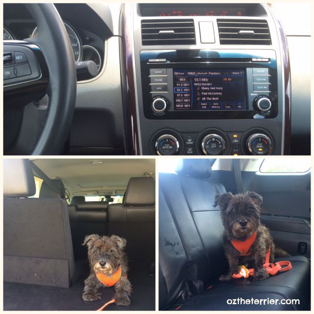 Oz the Terrier in spacious and stylish Mazda CX-9 crossover SUV