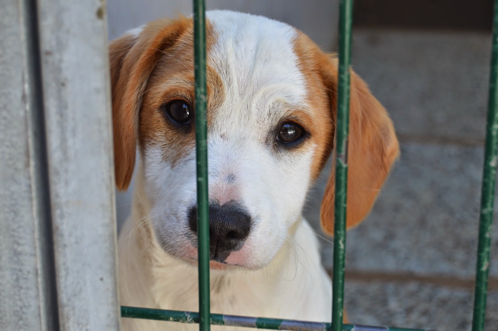 hunde adoptieren deutschland