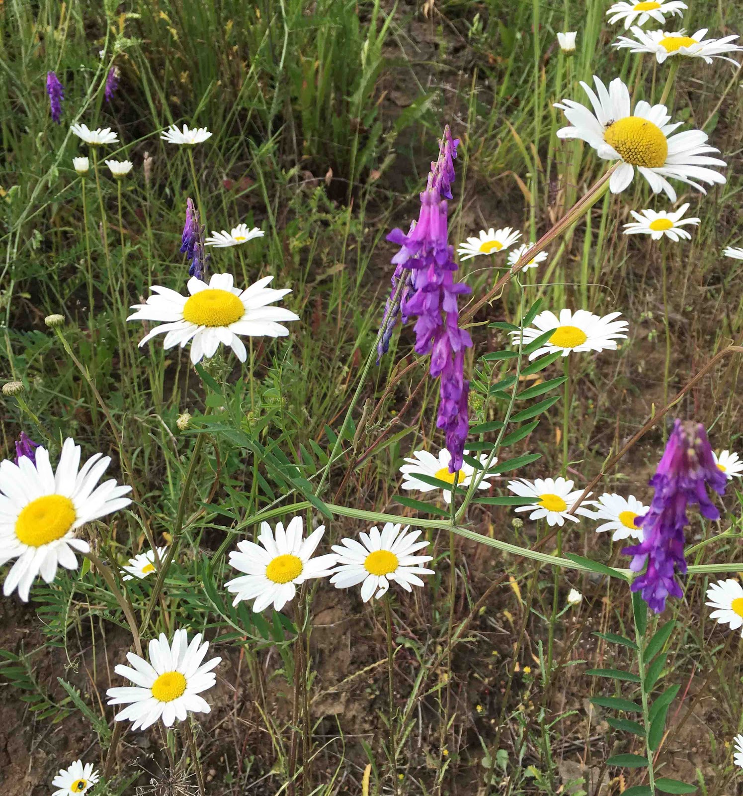 Cat Patches Wonderful Wildflowers