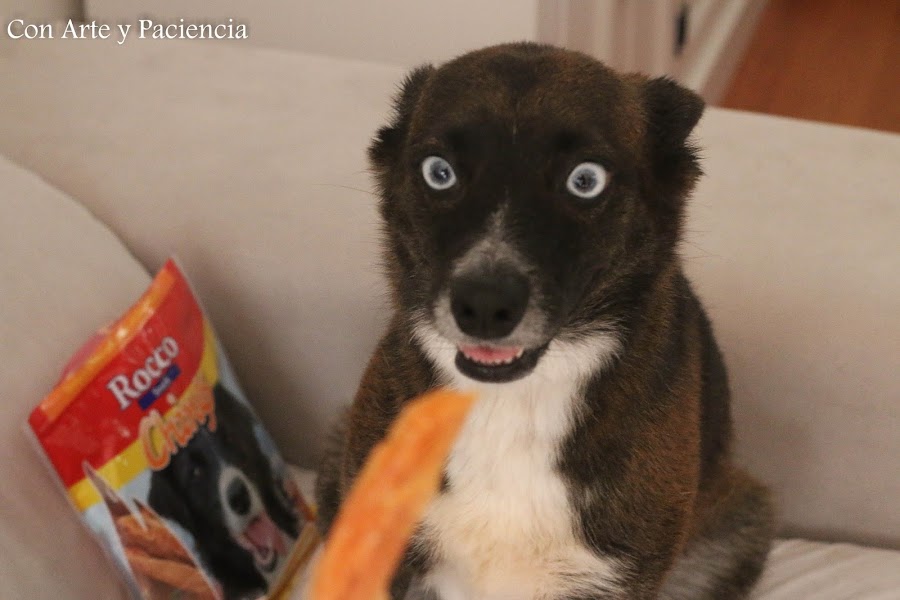 Perros, zooplus, pienso, latas, premios, snacks, lukullus, rocco, amo, pack, calidad, natural, químicos, subproductos, pruebas, mascotas, animales, cariño, publicidad, perritos, can, canes, 