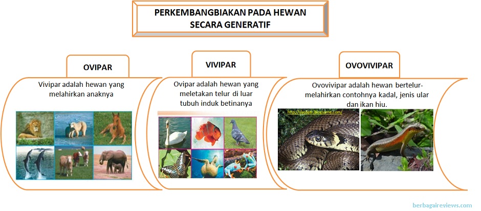 Perkembangbiakan makhluk hidup secara kawin disebut