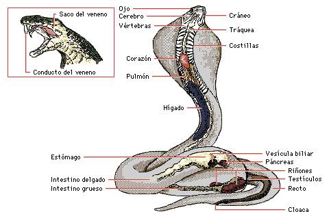 serpiente asombrosa maravillas naturales anatoma serpientes
