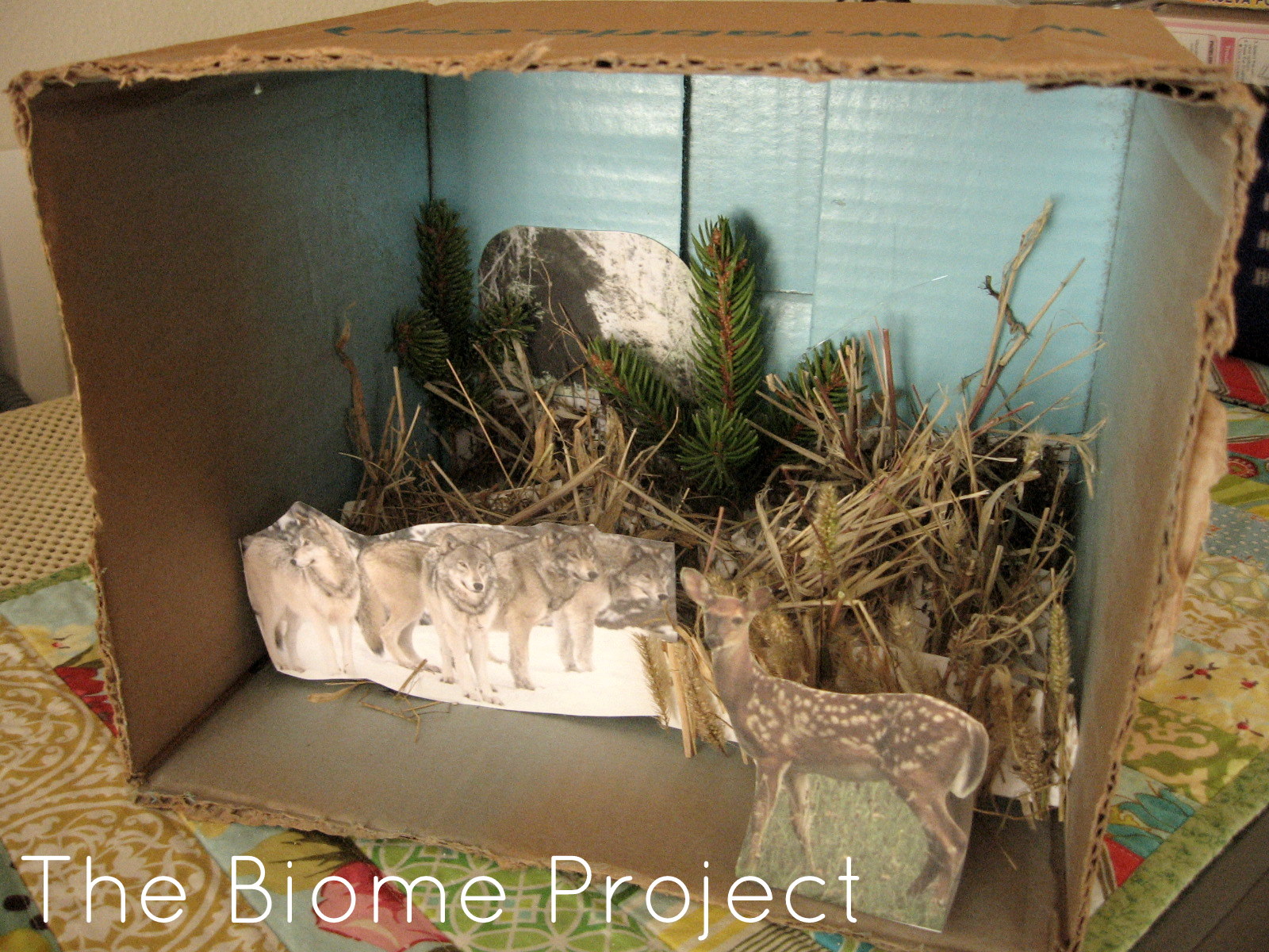 Pickup Some Creativity Animal Report And A Biome