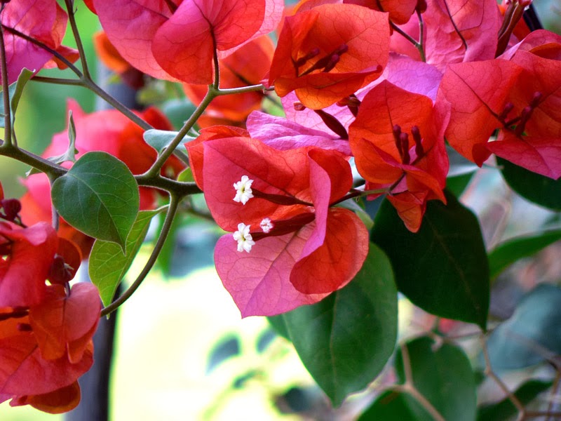 El Universo Botánico La Buganvilla