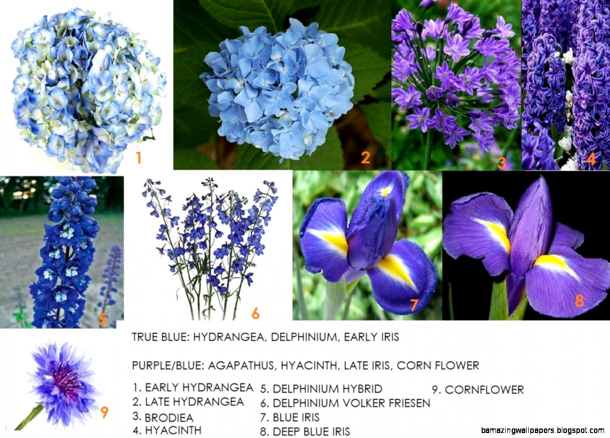 Types Of Blue Flowers Names