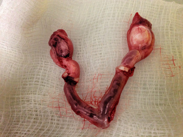 teneriffe vet hermaphrodite pseudopenis vulva new farm animal hospital 