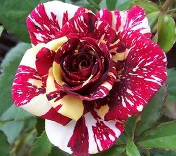 gambar bunga mawar 87