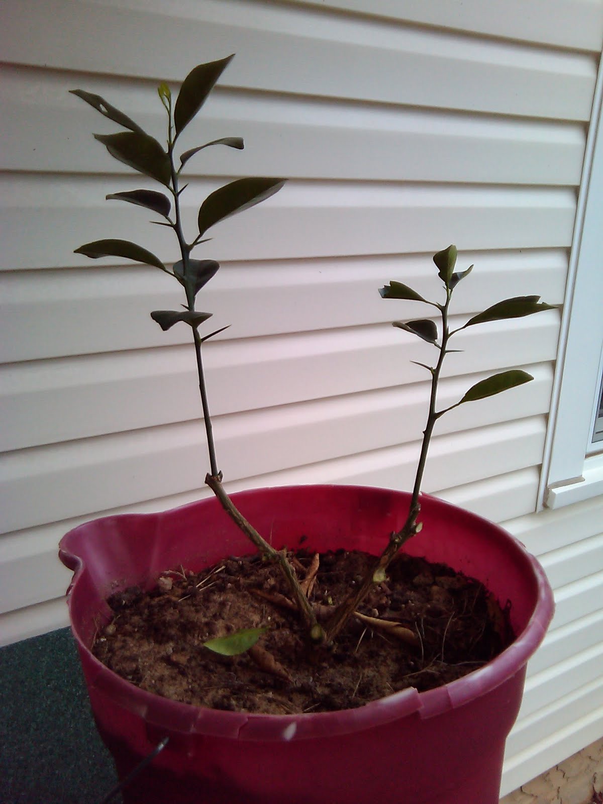 Tropical Plants By TBird Dwarf tangerine tree Extreme Prune