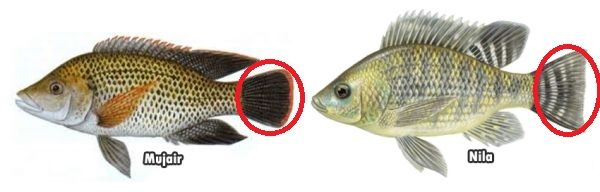 Gambar Perbedaan Ikan Nila Dan Mujair