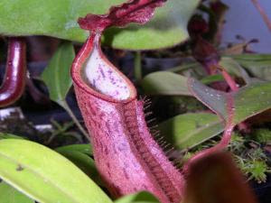 Wow, Tumbuhan Memakan Hewan?