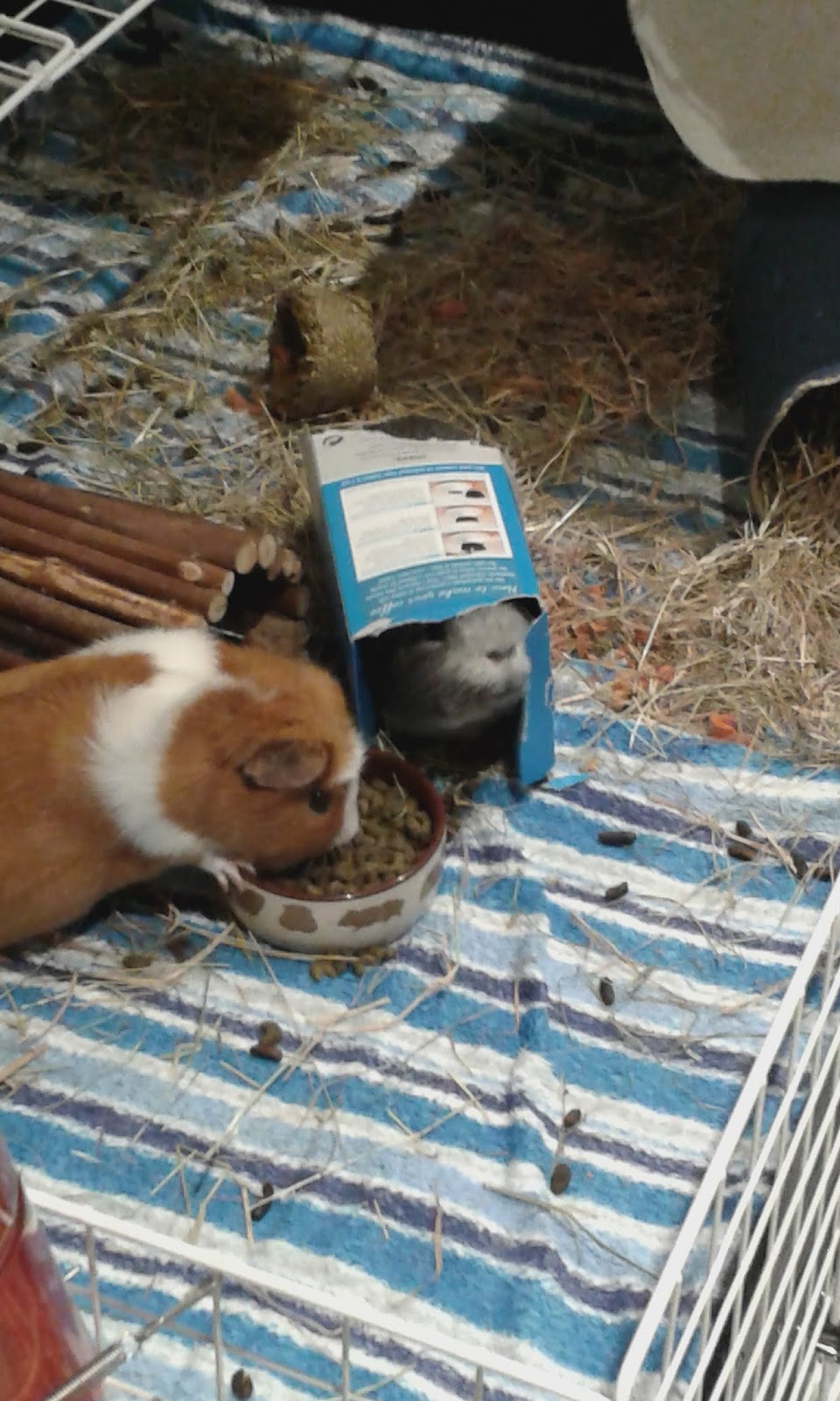 Undercover Guinea Pigs Piggy AZ C is for cardboard boxes