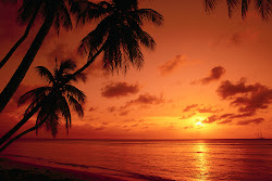 orange sunset kristin williams beach tropical ocean palm sunsets trees sunrise caribbean island florida paradise hawaiian sky pretty