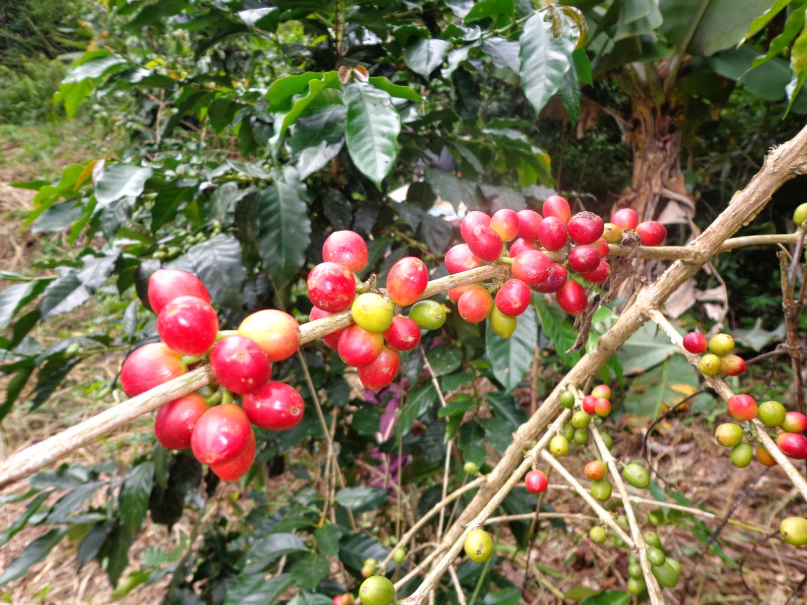 San Juan del Oro Conoce San Juan del Oro