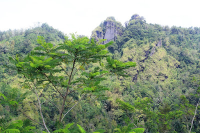 Kebun Teh Nglinggo Kebun Teh Nglinggo
