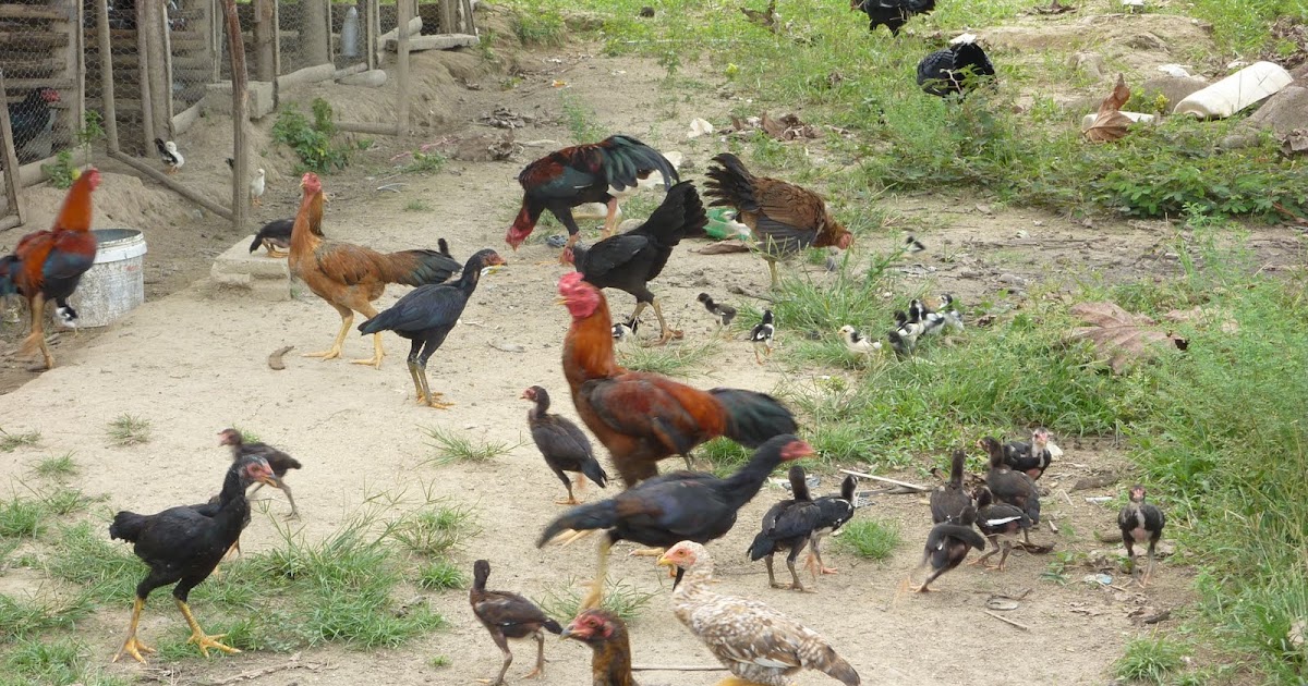 Cara Mengobati Alergi Makanan Secara Tradisional | REFERENSI TRICK BLOG