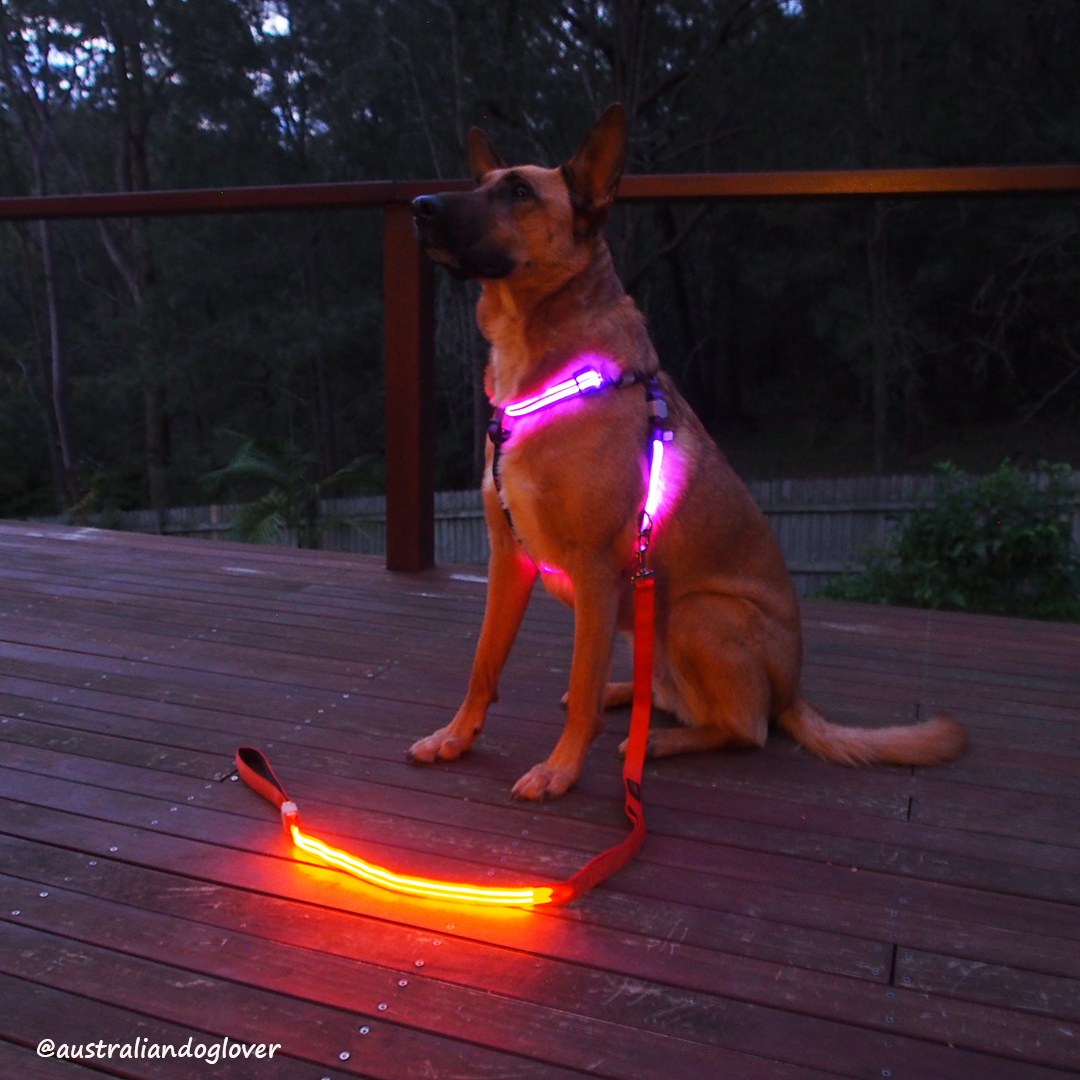DOGlite Double Trouble LED Harness Review Australian Dog Lover