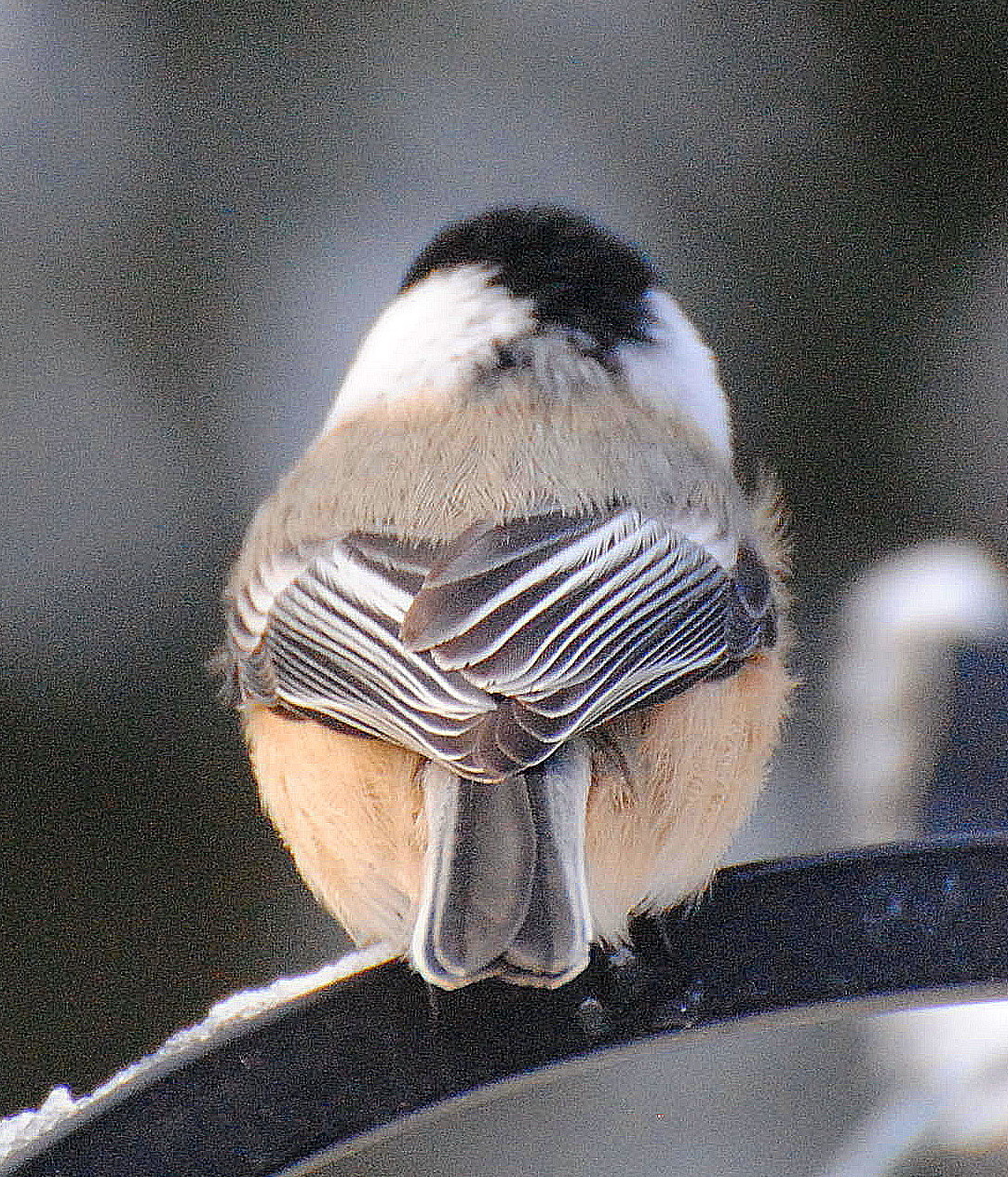 BARRY the BIRDER Ontario Winter Birds 3