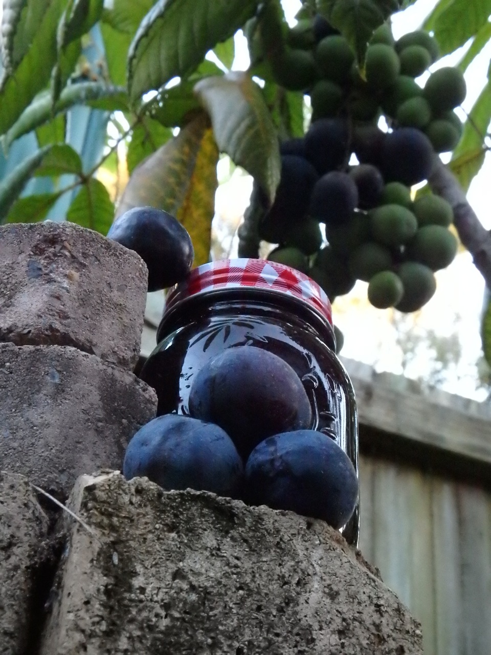 Davidson S Plum June 2018