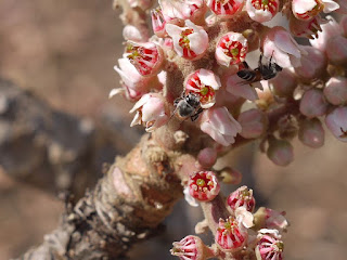 Boswellia : Arthritis Home Remedies in Hindi