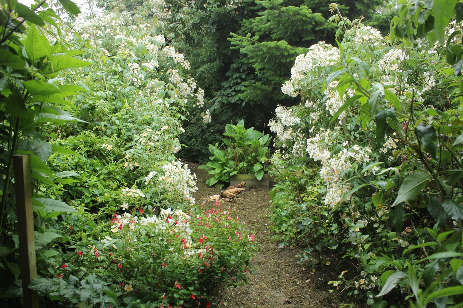 Food for Free. Fabulous Forage 4. Roses Forest Gardening & Feeding