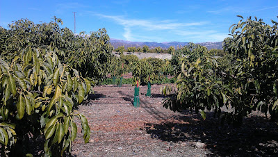 Olivos, almendros, pistachos, aguacates