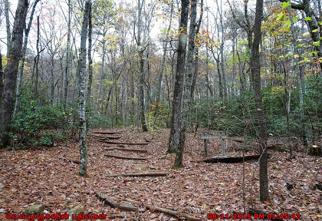 Amicalola Falls Loop Trail