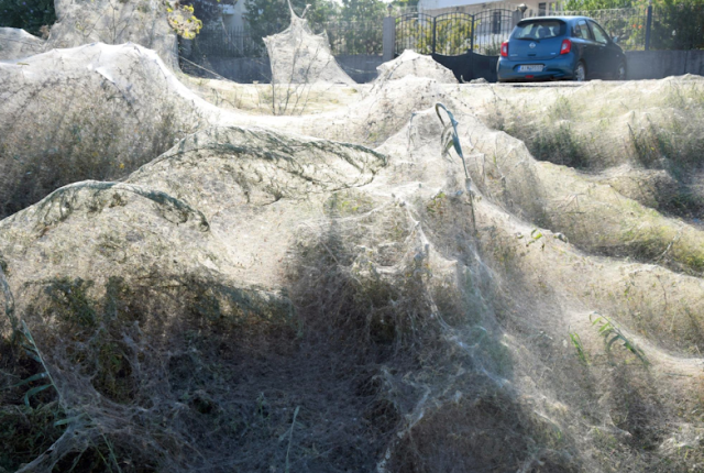 greece-town-taken-over-by-spider-Tetragnatha-Genus greece-town-taken-over-by-spider-Tetragnatha-Genus