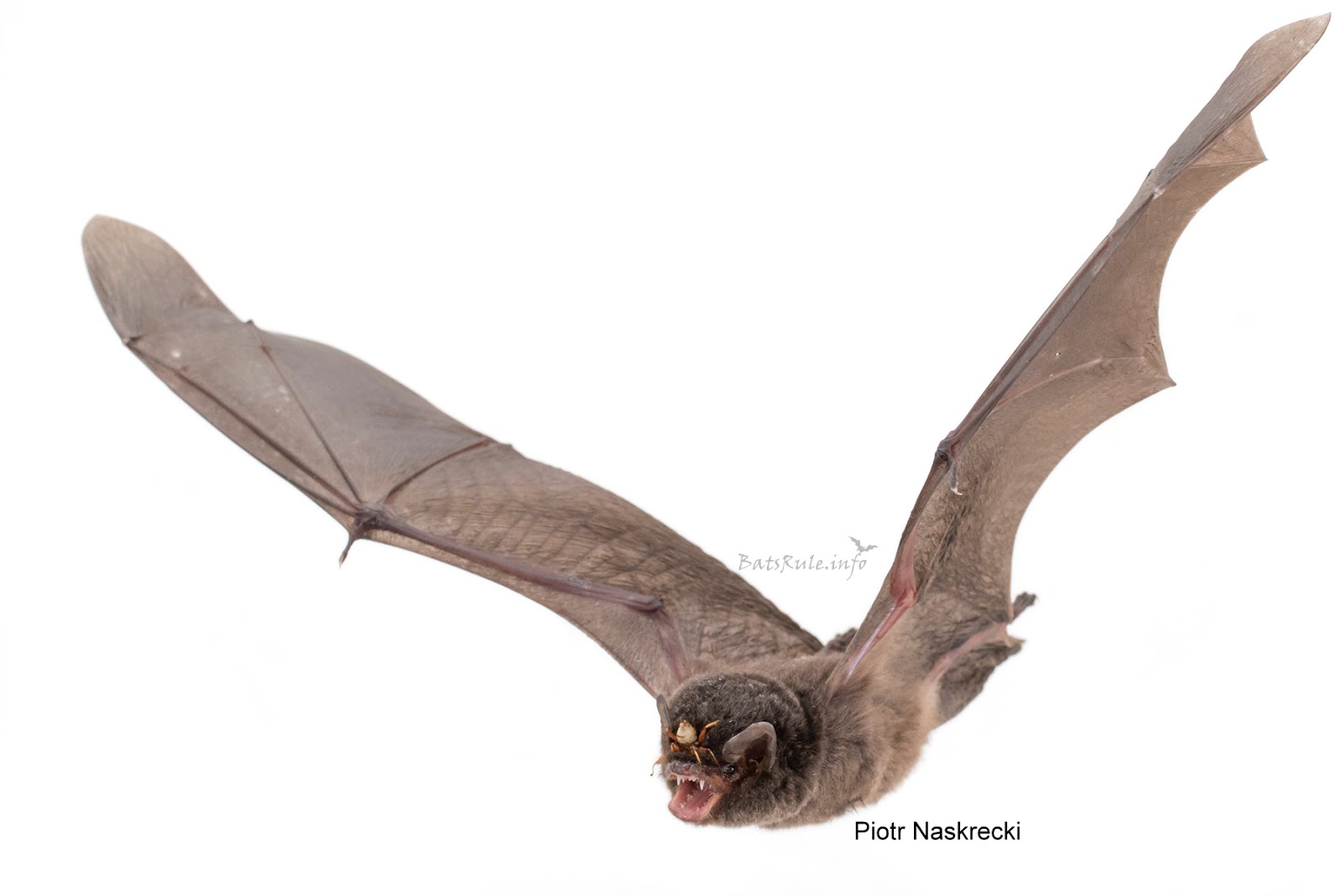 Wingless Fly Penicillidia That Attaches To Bats