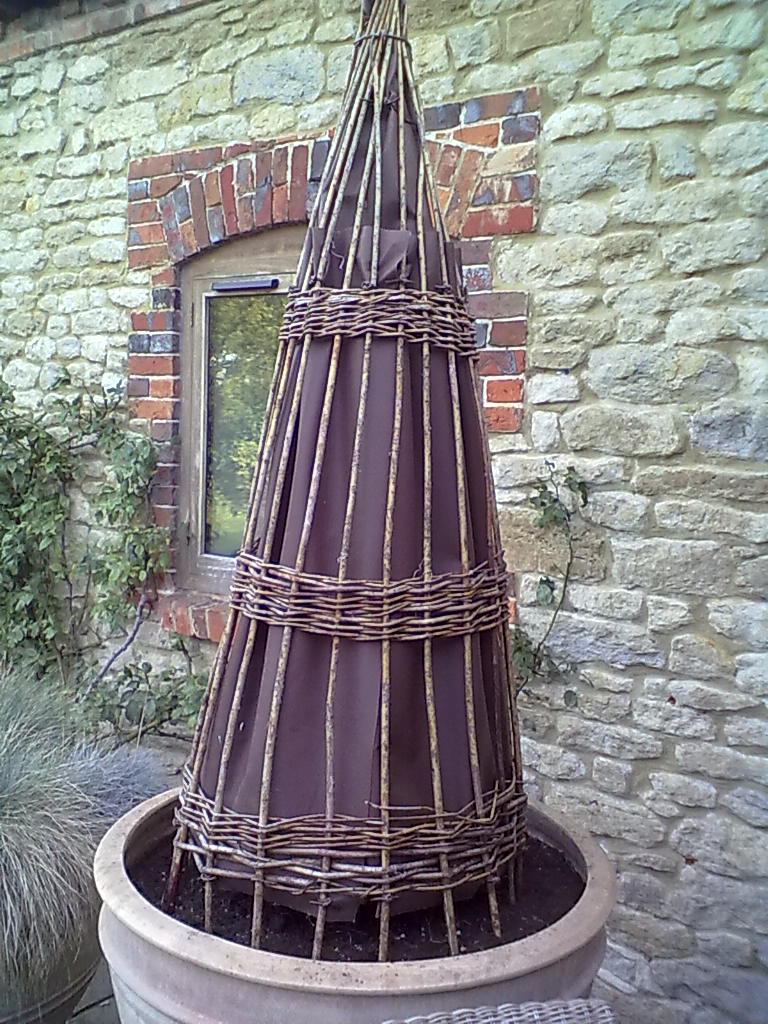 Rachel the Gardener Olive trees surviving the winter