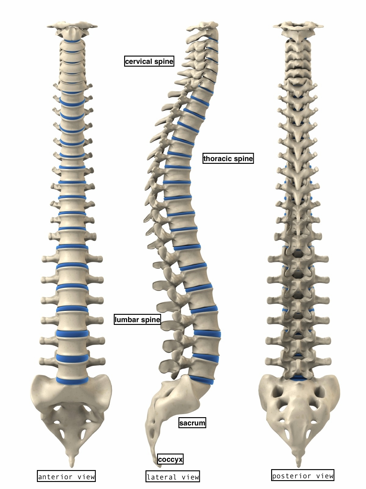 Anatomy4fitness STAY CENTERED Your Guide To A Healthy Spine 33276 | Hot ...