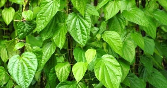 Baru 37+ Manfaat Daun Sirih Hijau