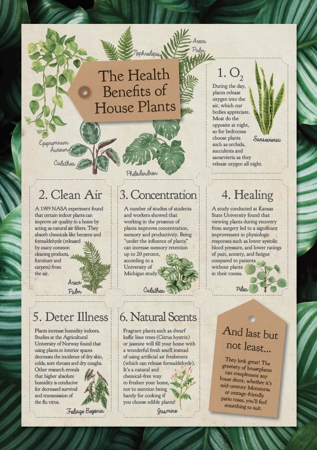 Stewarts Office Plants Health benefits of houseplants