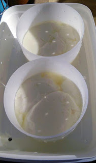 5. Il suffit ensuite de laisser égoutter le caillé dans des moules à faisselle.