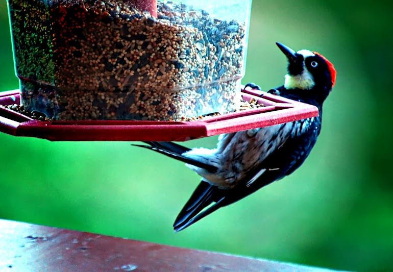 Acorn Woodpecker