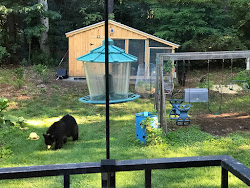 coop mama babies chicken couple