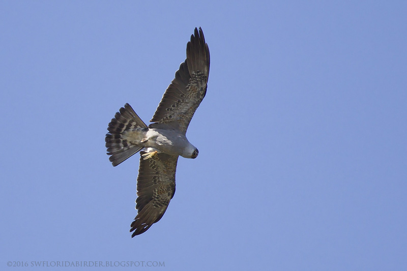 SWFloridabirder Mississippi Kites and Lake Apopka Wildlife Drive