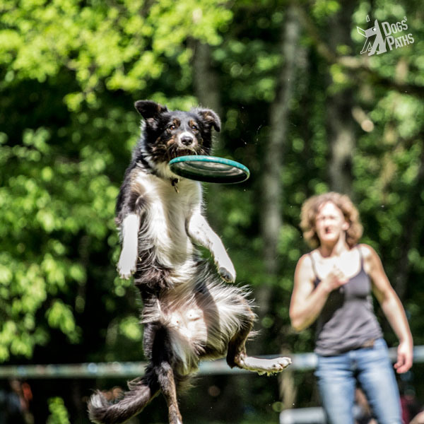 Dogs' Paths dogfrisbee Ashley Whippet Invitational