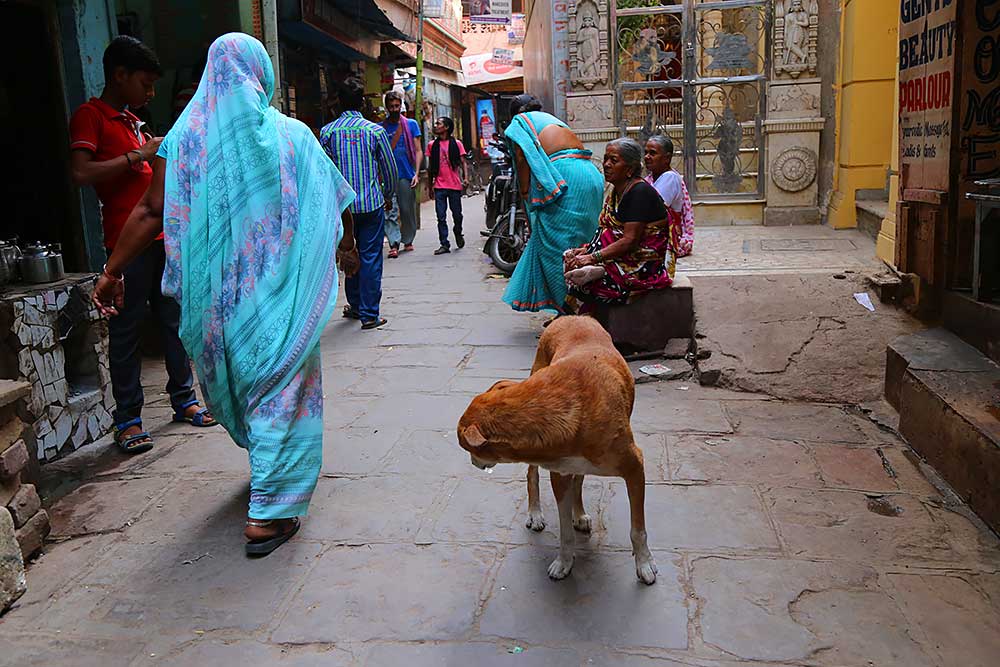 Exploring Varanasi with it's dogs...and why Indian dogs are dying out...