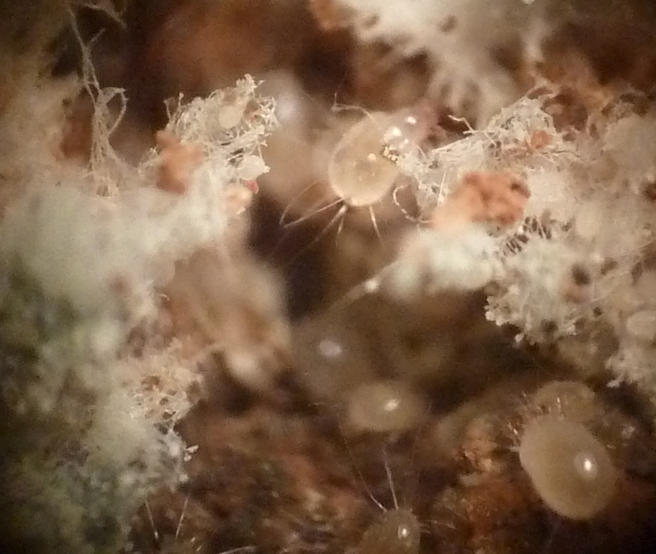 Dave Hubble's ecology spot: That carrot mite be past its best