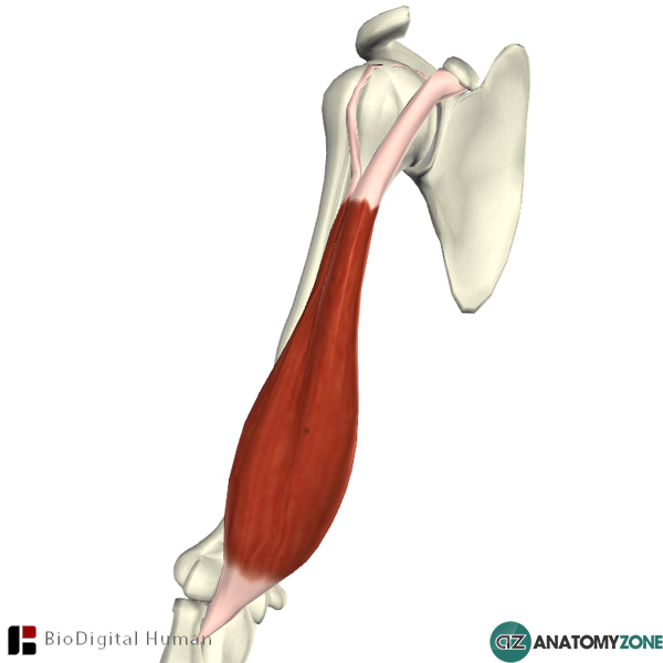 A doctor's surgery practice About biceps Two heads are better than one!