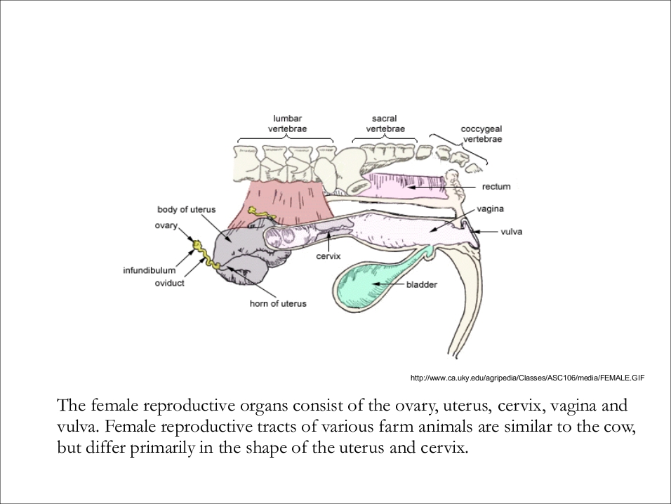  Gambar  Livestock Anatomi Fungsi Saluran Pencernaan Kambing 