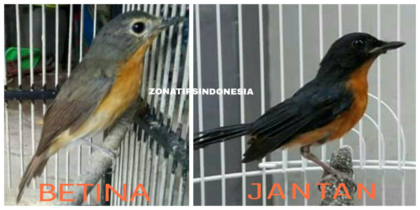 Zona Tips Indonesia Cara Memembedakan Jenis Kelamin Anakan Burung