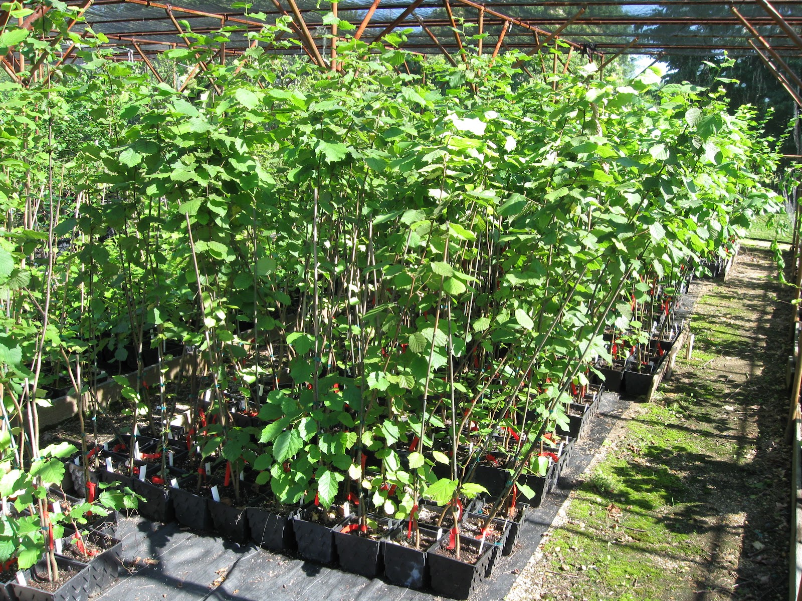 Hybrid Hazelnut Consortium